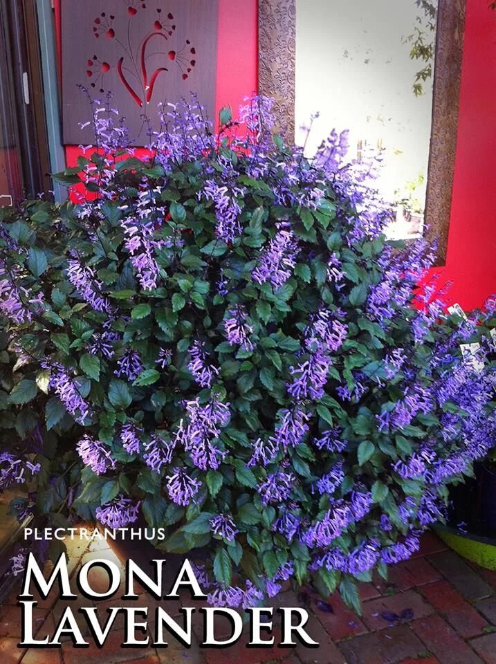 Плектрантус мона лавендер фото уход в домашних Plectranthus 'Mona Lavender'? The perfect solution to a dull and shady corner of