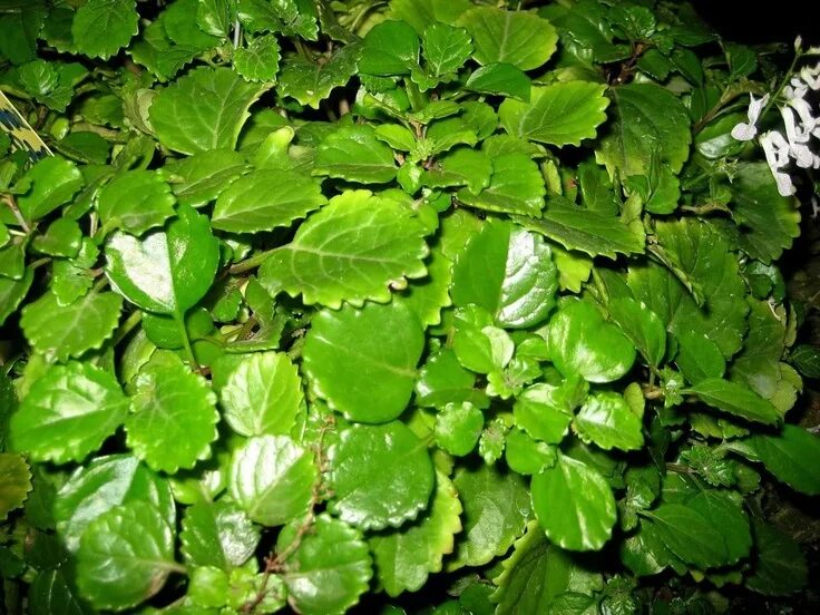 Плектрантус мутовчатый фото уход в домашних Swedish Ivy Easy to grow.