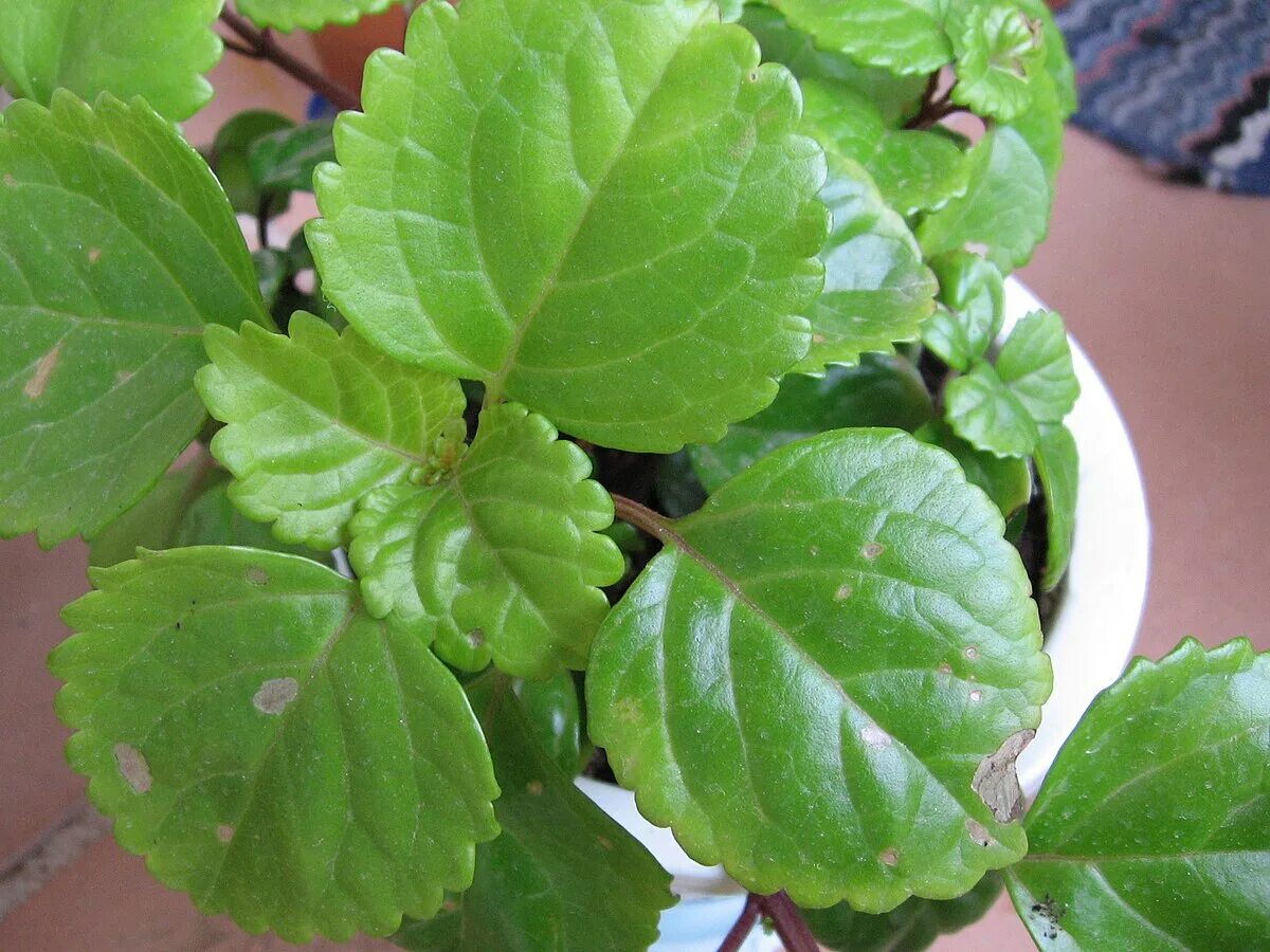 Плектрантус мутовчатый фото уход в домашних File:Plectranthus verticillatus 02.jpg - Wikimedia Commons