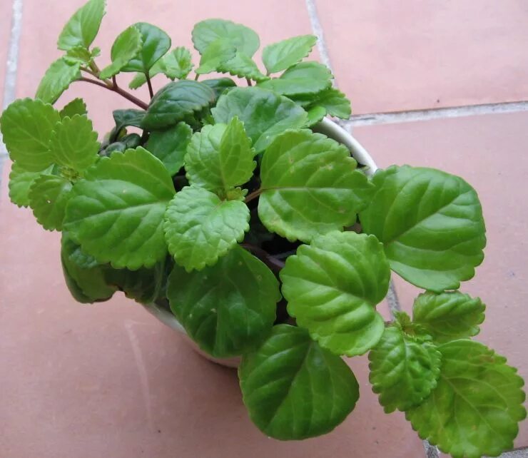 Плектрантус мутовчатый фото уход в домашних Плектрантус - 66 фото рекомендаций по размножению и пересадке