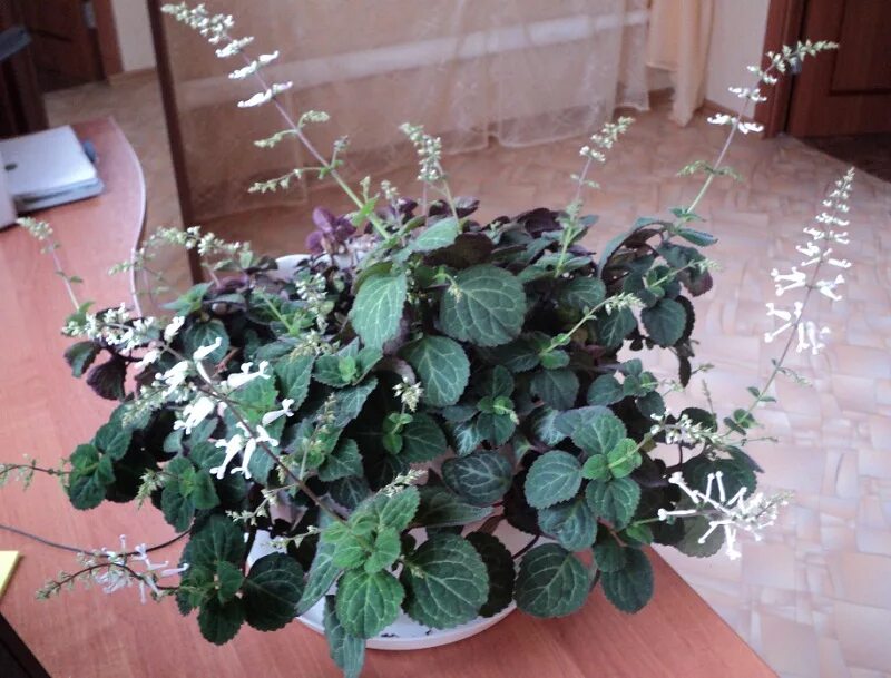 Плектрантус мутовчатый фото уход в домашних Какое это растение? -2- :: Сибмама - о семье, беременности и детях