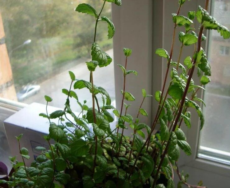 Плектрантус мутовчатый фото уход в домашних Плектрантус: фото, советы и рекомендации по уходу