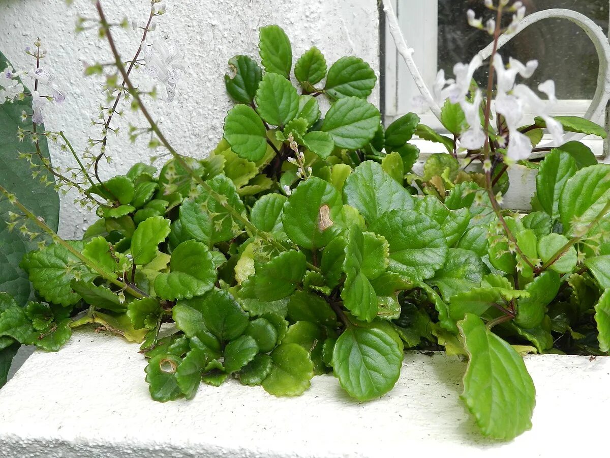 Плектрантус мутовчатый фото уход в домашних File:Plectranthus verticillatus 1.JPG - Wikipedia