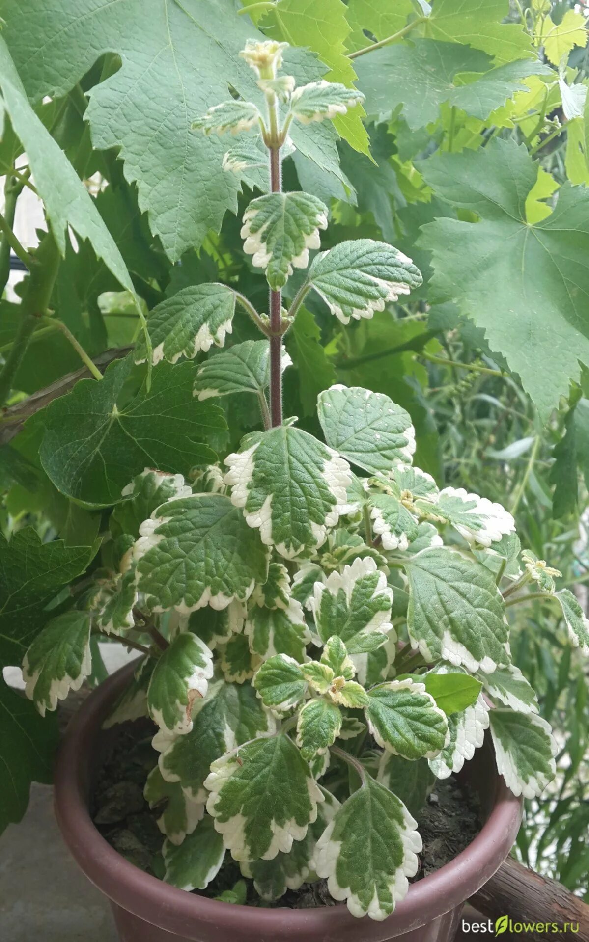 Плектрантус мутовчатый фото уход в домашних плектрантус