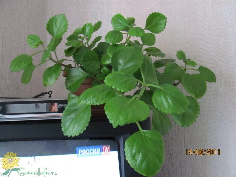 Плектрантус мутовчатый фото уход в домашних отросток плектрантуса южного - Форум - Шпороцветник мутовчатый - Плектрантус - Д