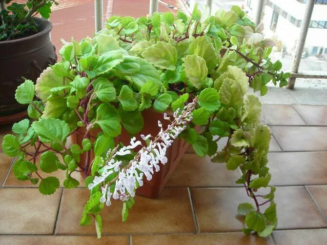 Плектрантус мутовчатый фото уход в домашних Плектрантус Plants, Garden, Vegetables