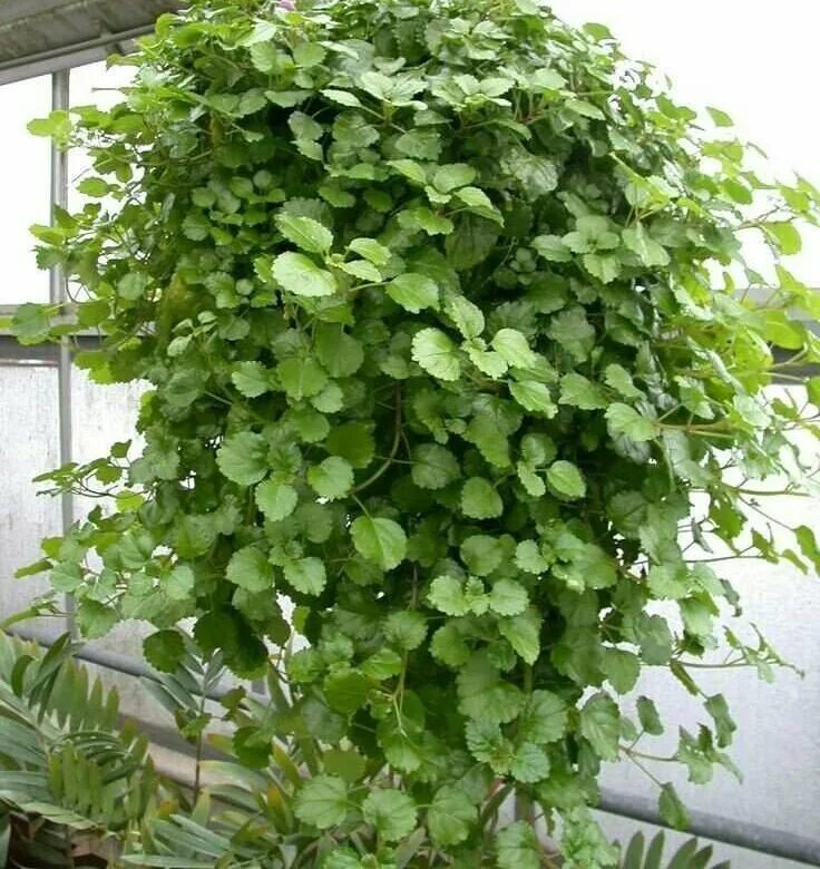 Плектрантус мутовчатый фото уход в домашних Плектрантус Комнатное растение - купить в Перми, цена 49 руб., продано 10 октябр