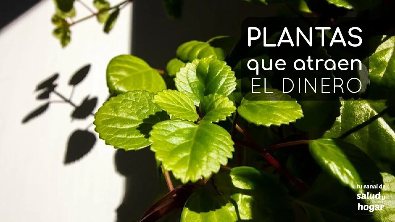 Плектрантус мутовчатый фото уход в домашних Plantas que atraen el dinero - YouTube