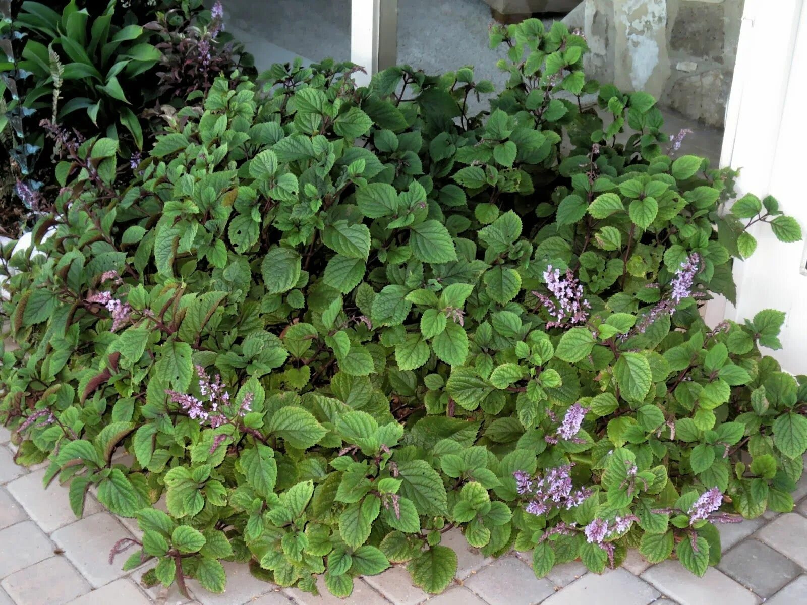 Плектрантус посадка и уход фото Late to the Garden Party: My favorite plant this week: Plectranthus ciliatus 'Zu