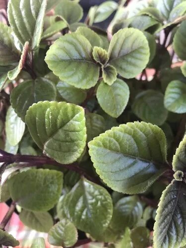 Плектрантус посадка и уход фото joannicole's Life List - iNaturalist.org