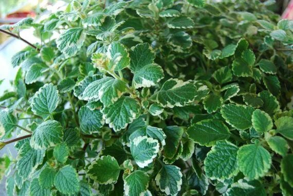 Плектрантус посадка и уход фото Variegated Swedish Ivy Plectranthus Coleoides Marginatus Fast Growth Easy Care P