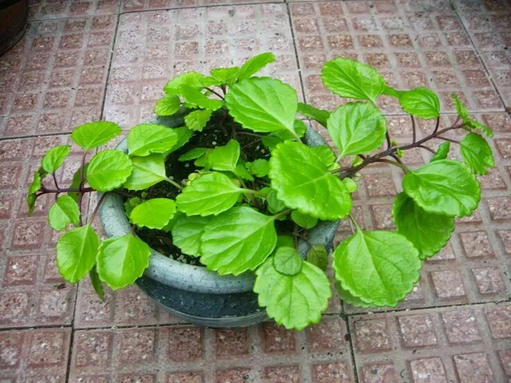 Плектрантус посадка и уход фото плектрантус-2 Растения, Комнатные растения, Комнатные цветы