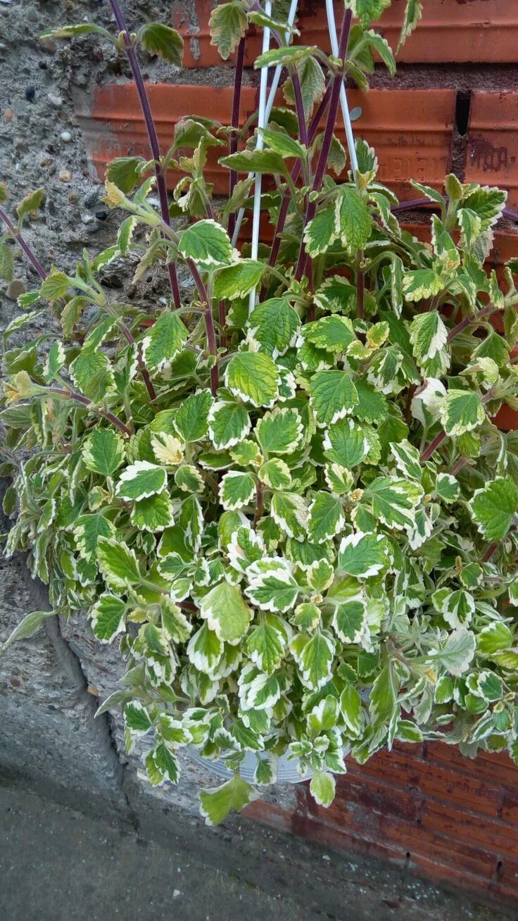 Плектрантус посадка и уход фото Tamjanika (Plectranthus) poznata i pod nazivom Sveta Petka