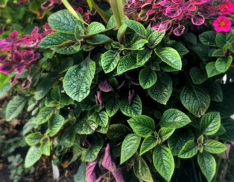 Плектрантус реснитчатый уход в домашних условиях фото Завод ФЛОРА - Вегетативные черенки цветов в Кемерово - Плектрантус Реснитчатый (