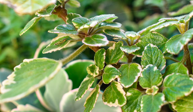 Плектрантус реснитчатый уход в домашних условиях фото Плектрантус: фото, описание, уход в домашних условиях, виды, сорта, пересадка, б