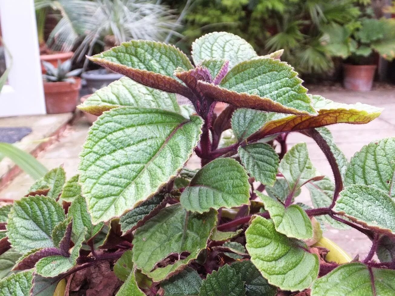 Плектрантус реснитчатый уход в домашних условиях фото Растение шоколадница (54 фото)