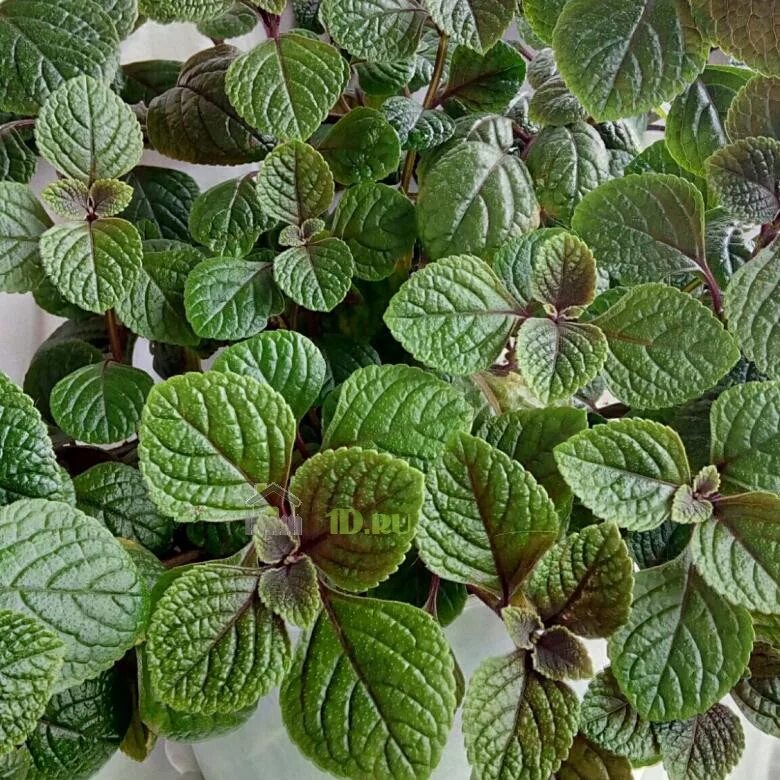 Плектрантус реснитчатый уход в домашних условиях фото Плектрантус колеусовидный, Форстера красно-зелёный в подвесном кашпо d-23 см - к