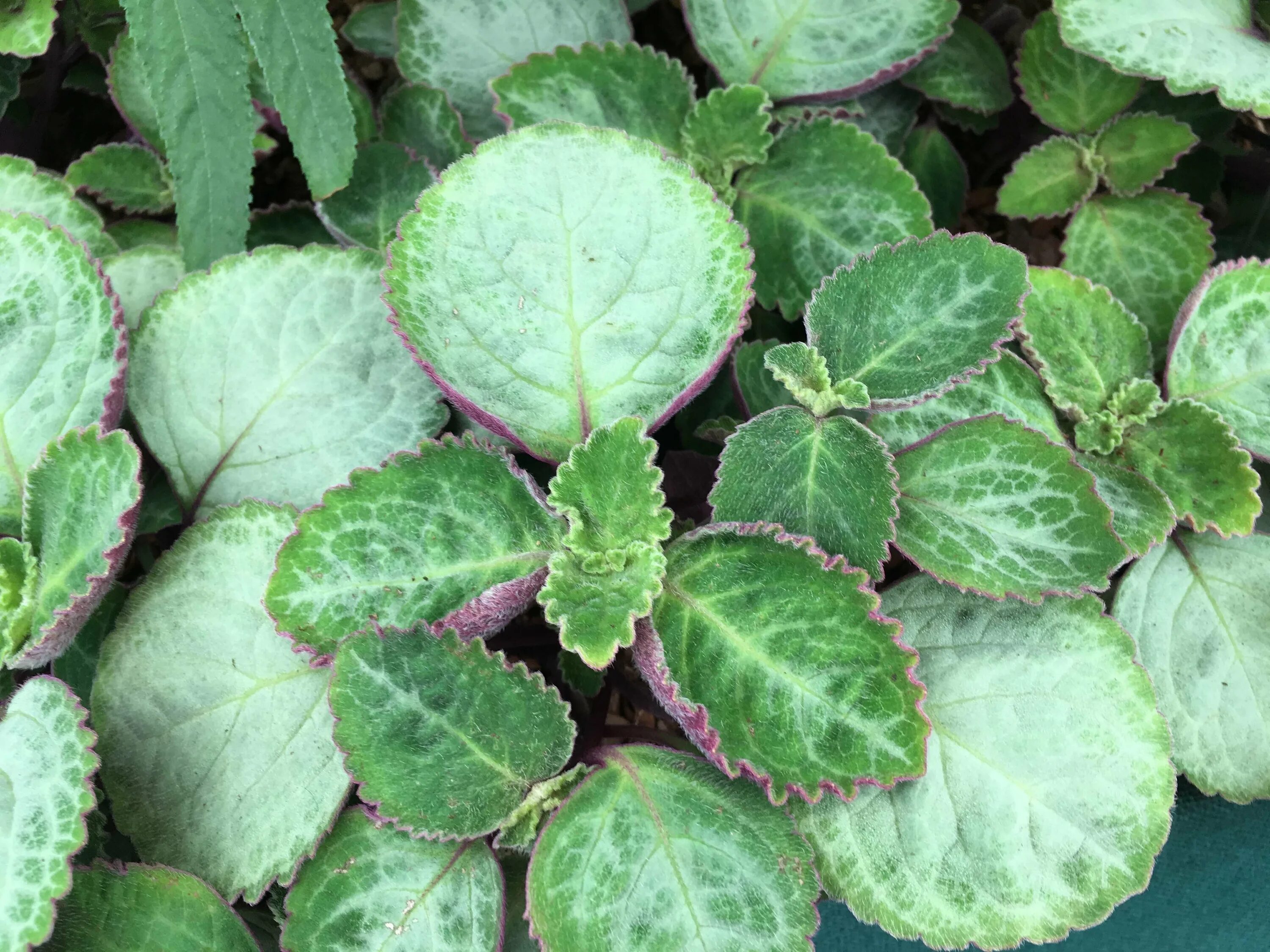 Плектрантус реснитчатый уход в домашних условиях фото Плектрантус уход и выращивание: найдено 89 изображений