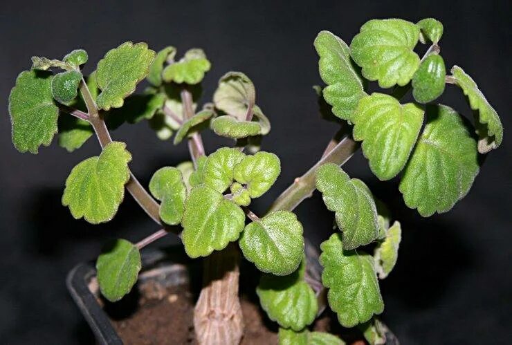 Плектрантус реснитчатый уход в домашних условиях фото Плектрантус: фото, советы и рекомендации по уходу