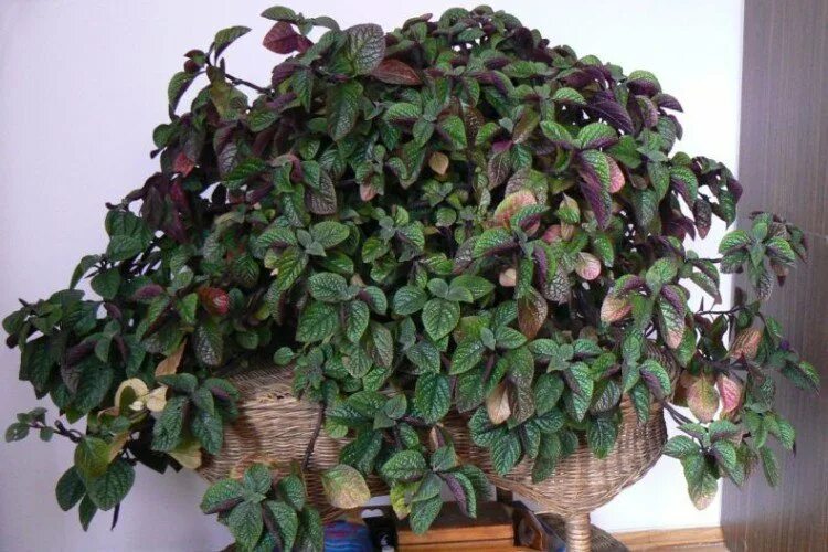 Плектрантус реснитчатый уход в домашних условиях фото Плектрантус (50 фото) - виды, выращивание и уход в домашних условиях