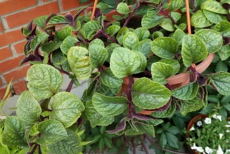 Плектрантус реснитчатый уход в домашних условиях фото Плектрантус (50 фото) - виды, выращивание и уход в домашних условиях