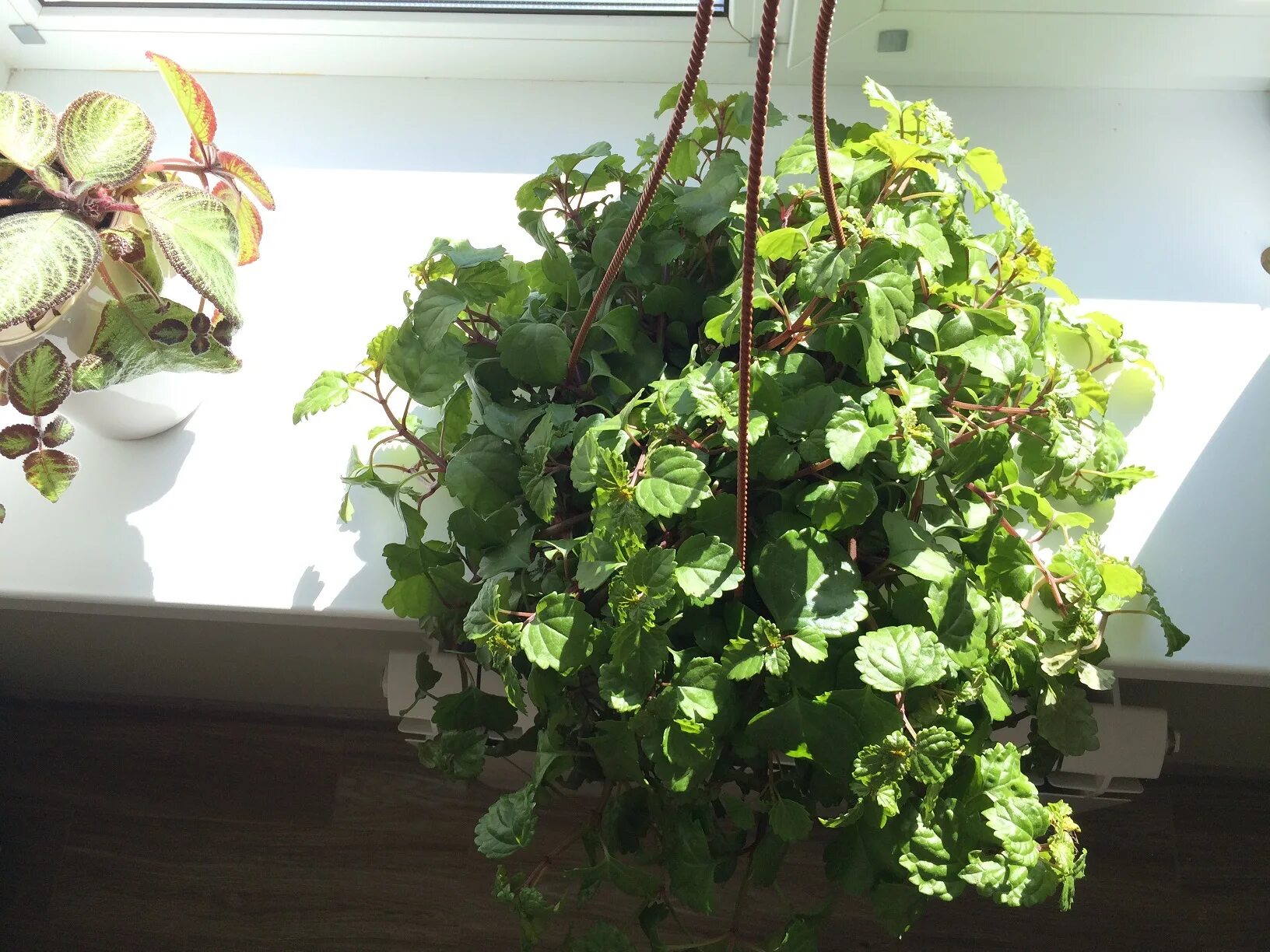 Плектрантус реснитчатый уход в домашних условиях фото Плектрантус уход в домашних условиях фото - ViktoriaFoto.ru