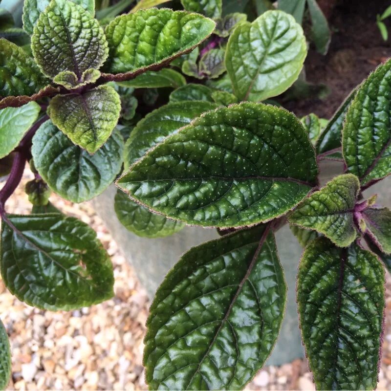 Плектрантус реснитчатый уход в домашних условиях фото Фотографии Плектрантус Земляничный: Природное великолепие Торты, конфеты, пироги