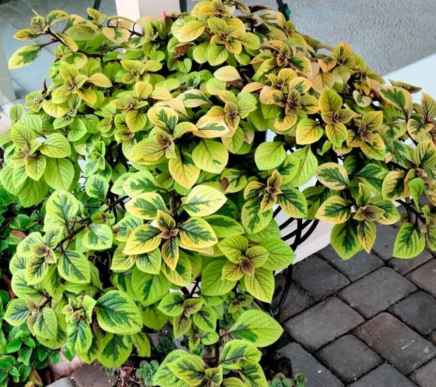 Плектрантус реснитчатый уход в домашних условиях фото ПЛЕКТРАНТУС. Декоративен в любое время Волшебство на подоконнике Дзен