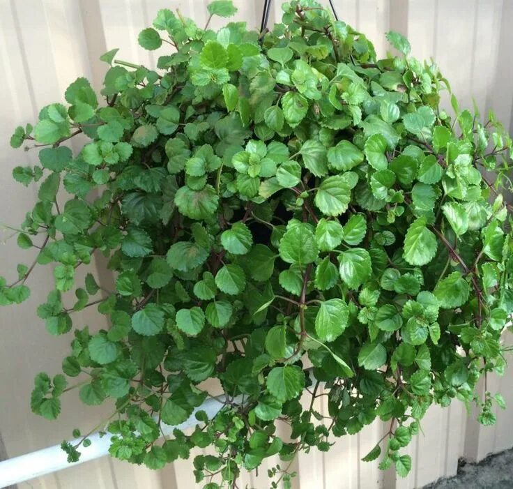 Плектрантус цветок фото уход в домашних Alles over de Plectranthus Verticallicatus (Swedish Ivy): ✓ Standplaats ✓ Water 