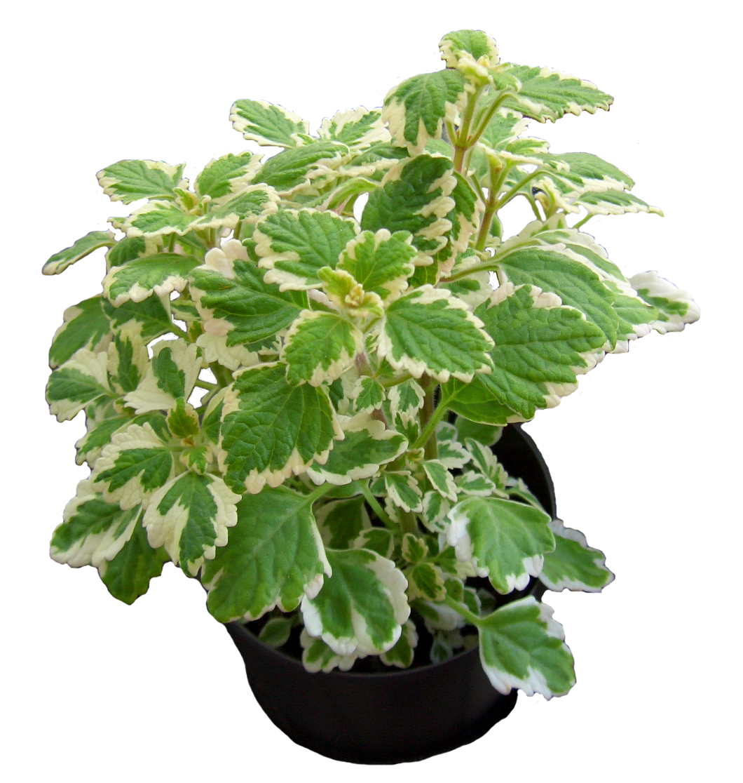 Плектрантус цветок фото уход в домашних Pflanzen gegen Stechmücken Botanik Guide Plant leaves, Garden, Tulips