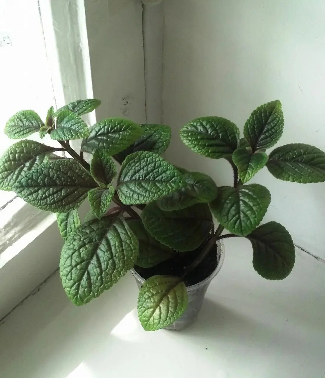 Плектрантус цветок фото уход в домашних Plectranthus socotranus - Plectranthus ernstii.