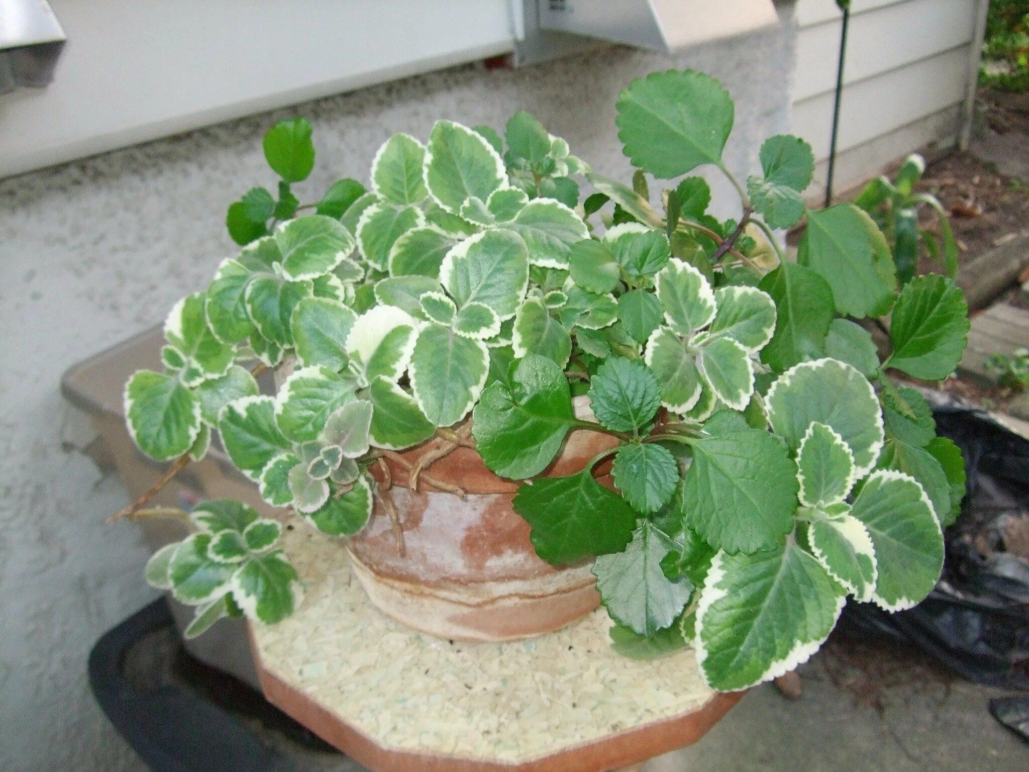 Плектрантус цветок фото уход в домашних Можно ли плектрантус: найдено 86 картинок