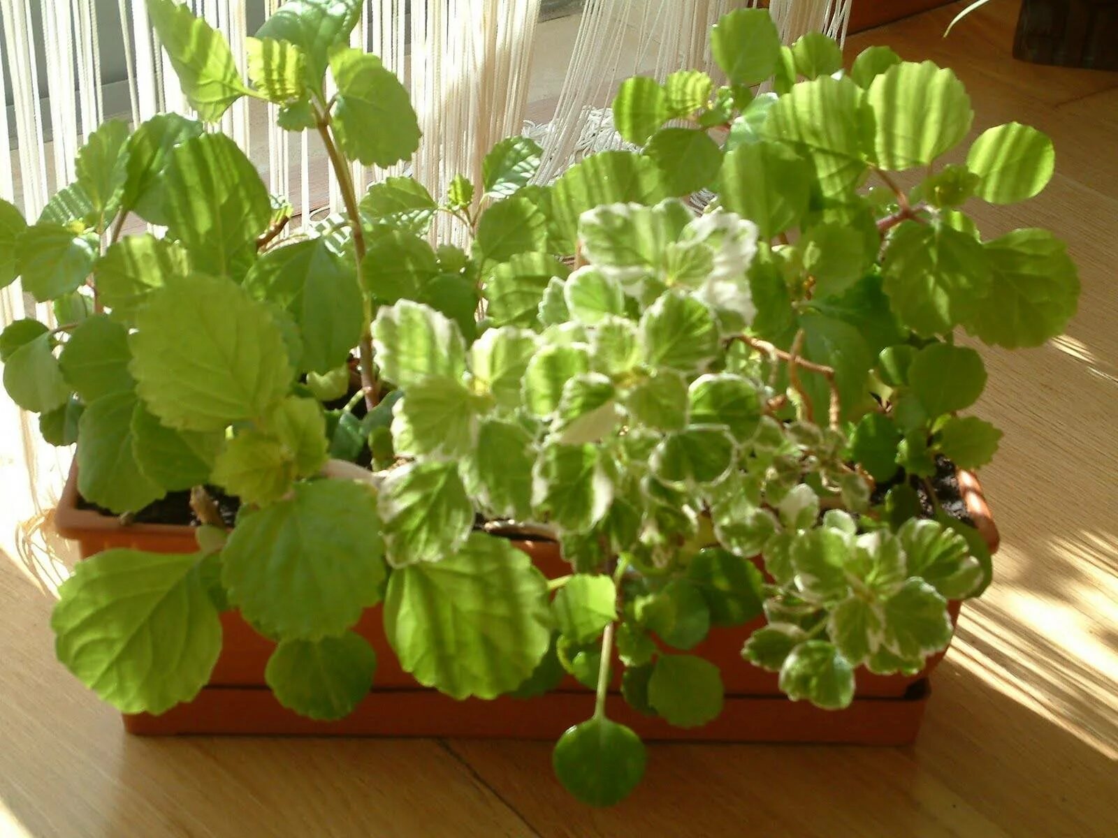 Плектрантус цветок фото уход в домашних Плектрантус: фото, советы и рекомендации по уходу