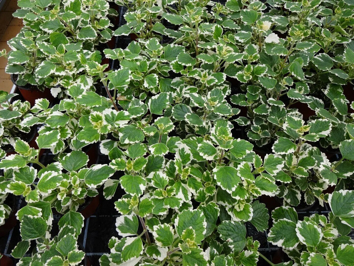 Плектрантус цветок фото уход в домашних Плектрантус- стакан 0,5л