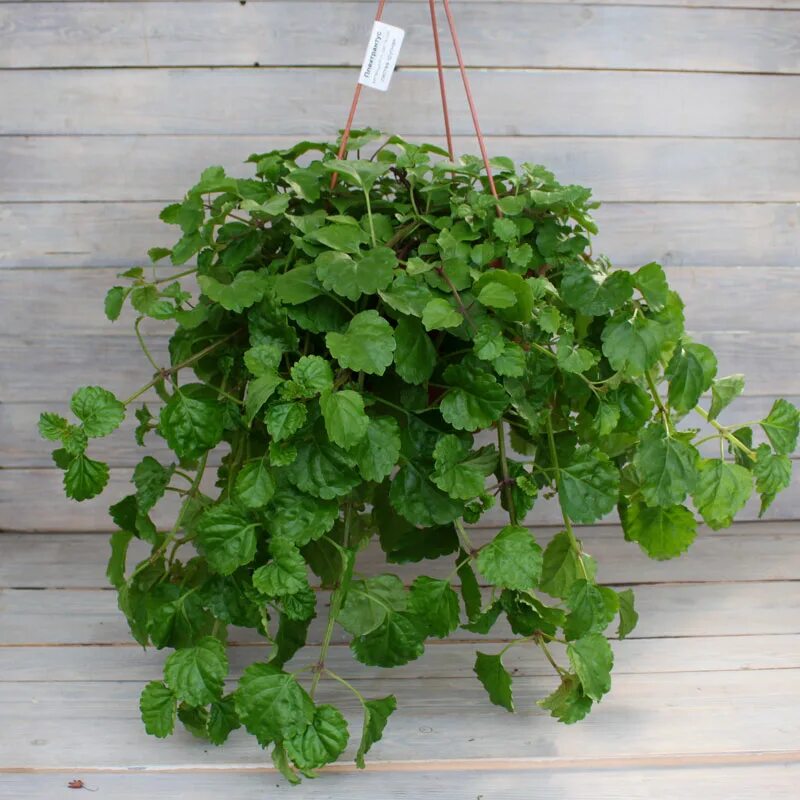 Плектрантус цветок фото уход в домашних Плектрантус Южный (Australis) в кашпо - Рассада цветов и овощей.