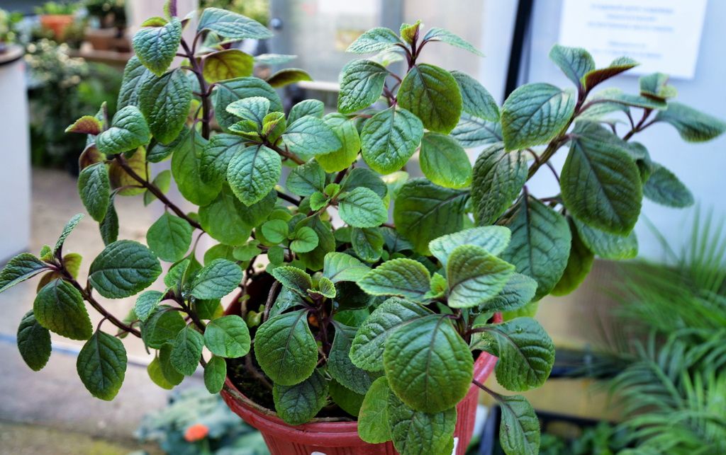 Плектрантус цветок комнатный фото уход в домашних Новости - Плектрантус. Кустарник с берегов Лимпопо