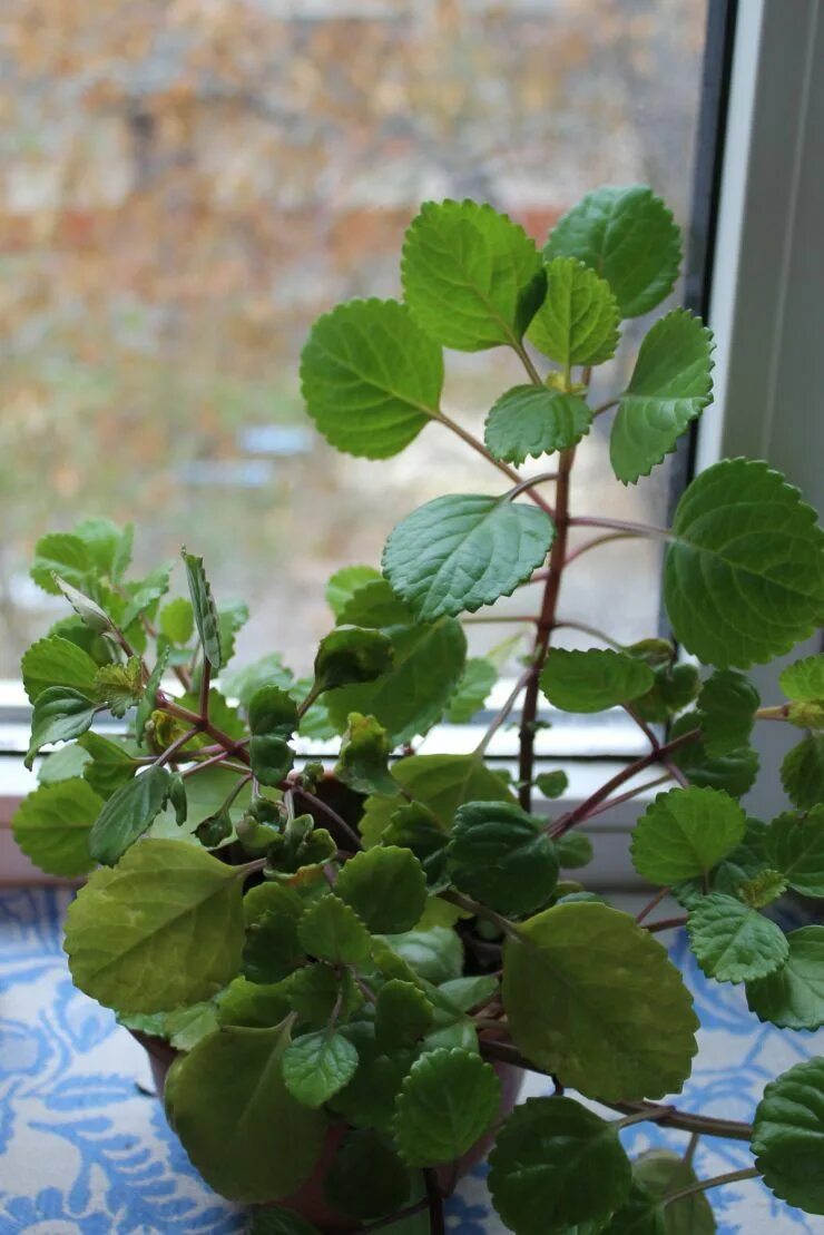 Плектрантус цветок комнатный фото уход в домашних Плектрантус - 66 фото рекомендаций по размножению и пересадке Plant leaves, Gard