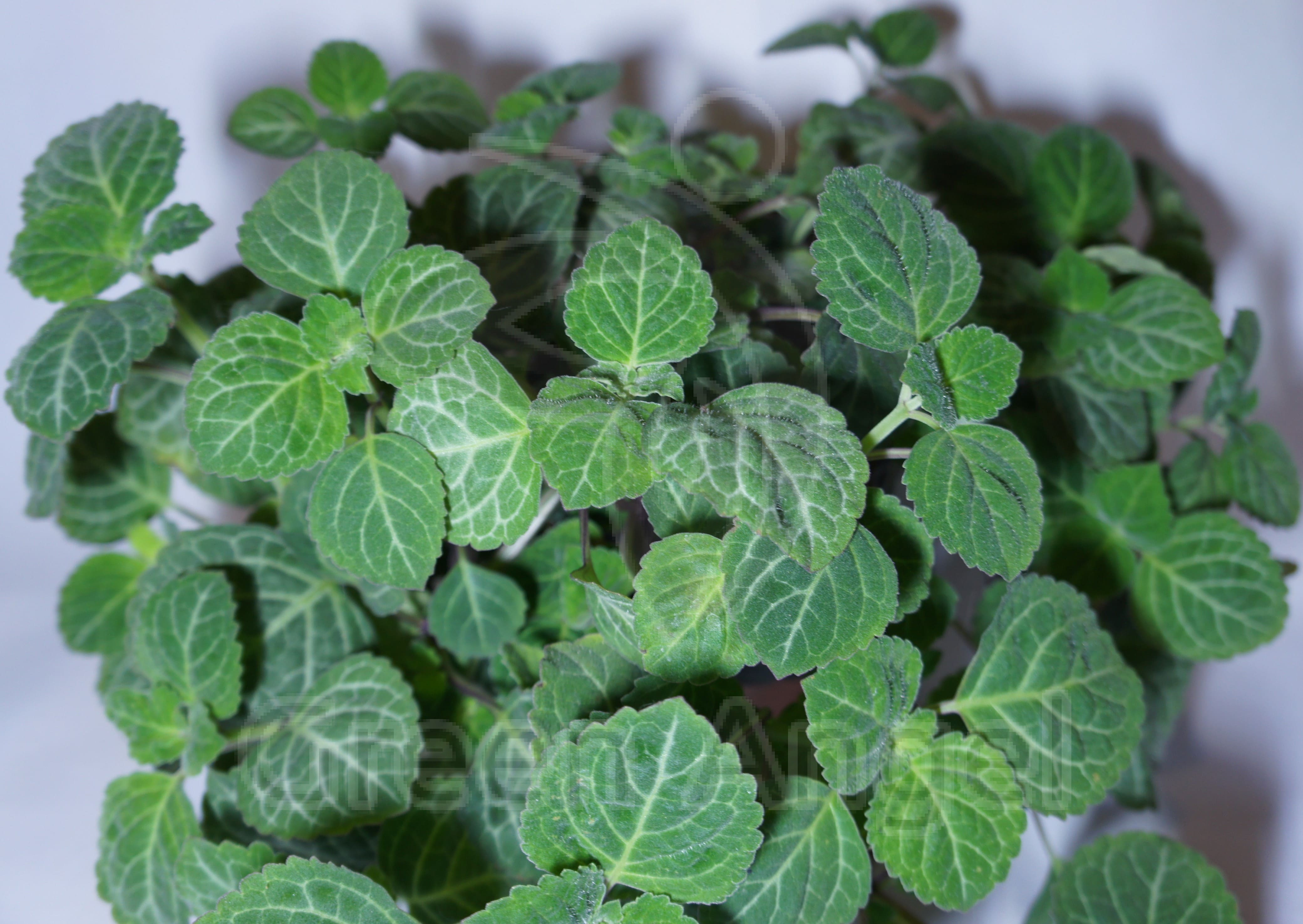 Плектрантус цветок комнатный фото уход в домашних Плектрантус эртендаля фото - ViktoriaFoto.ru