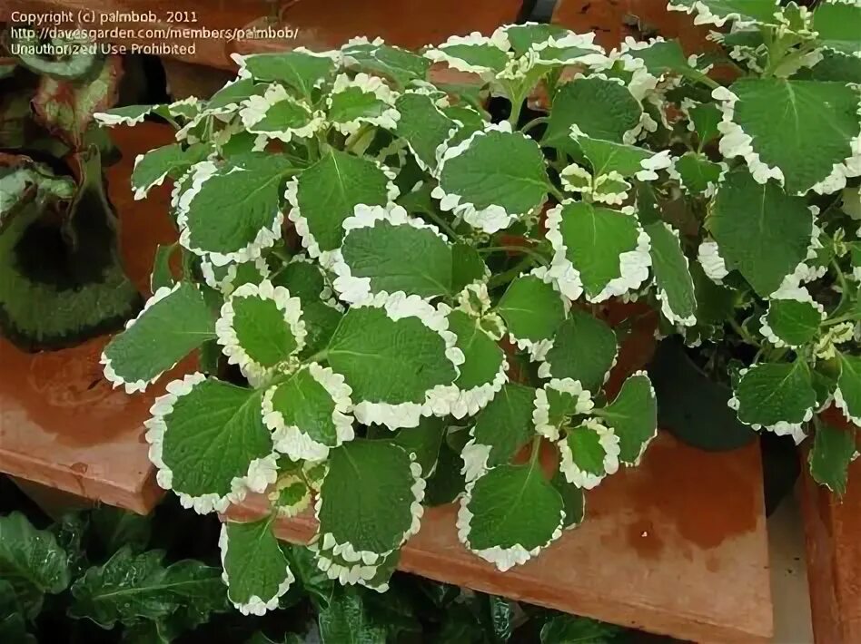 Плектрантус цветок комнатный фото уход в домашних 30 Drought Tolerant Plants ideas in 2021 drought tolerant plants, plants, drough