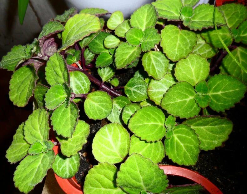 Плектрантус цветок комнатный фото уход в домашних Плектрантус (комнатная мята): как вырастить и ухаживать в домашних условиях