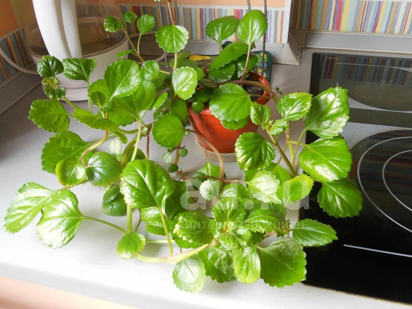 Плектрантус цветок комнатный фото уход в домашних Плектрантус,ампельный,тот что на фото - купить в Красноярске. Горшечные растения