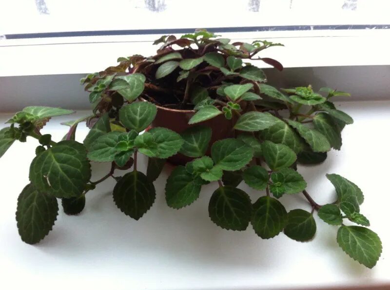 Плектрантус цветок комнатный фото уход в домашних Ответы Mail.ru: Что это за комнатный цветок?