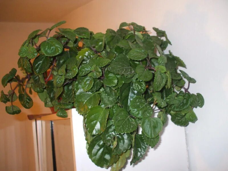 Плектрантус цветок комнатный фото уход в домашних Популярные виды плектрантуса для выращивания в домашних условиях - Квартира / До