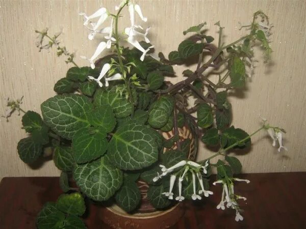 Плектрантус цветок комнатный фото уход в домашних гинура и плектрантус в дар (Москва, Долгопрудный). Дарудар