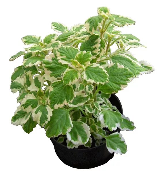 Плектрантус уход в домашних условиях фото Pflanzen gegen Stechmücken Botanik Guide Pflanzen gegen mücken, Pflanzen, Kräute