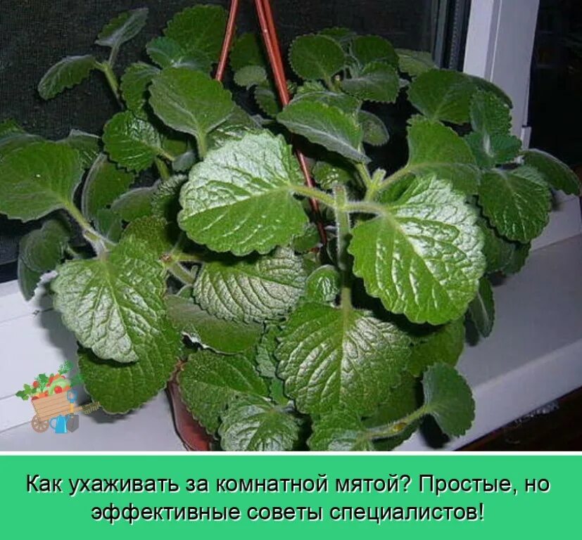 Плектрантус уход в домашних условиях фото Плектрантус - одно из наиболее неприхотливых комнатных культур. OK.RU