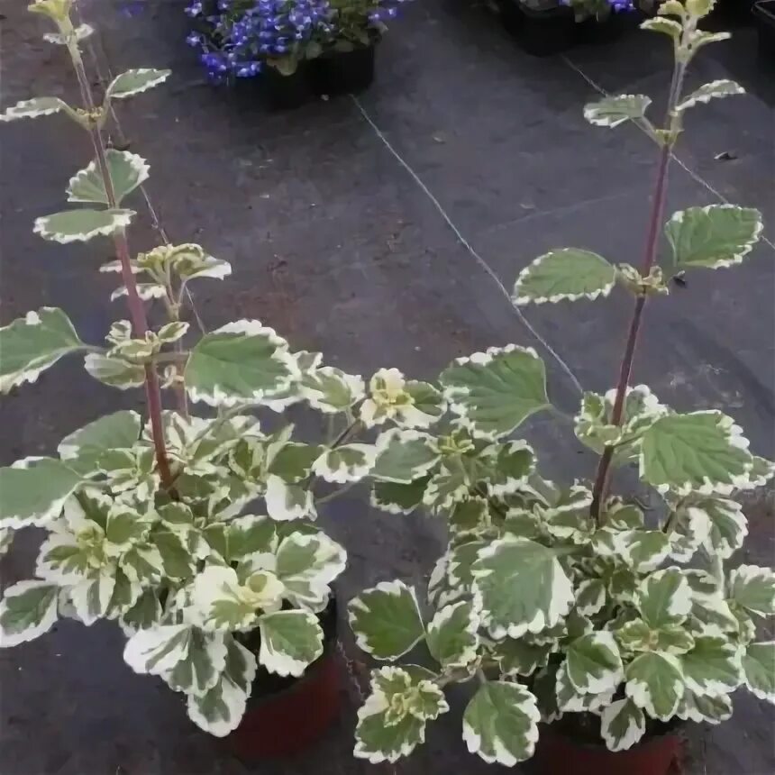 Плектрантус уход в домашних условиях фото Купить рассаду Плектрантус колеусовидный пестрый зелено-белый по выгодной цене в