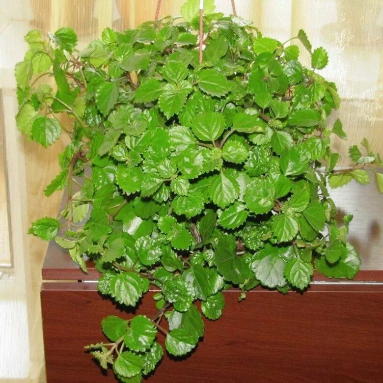 Плектрантус уход в домашних условиях фото Плектрантус Южный (Монетчатый) - купить в Саратове, цена 150 руб., продано 3 ноя