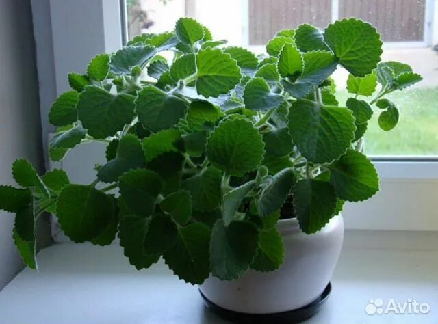 Плектрантус уход в домашних условиях фото Плектрантус (комнатная мята) купить в Йошкар-Оле Товары для дома и дачи Авито