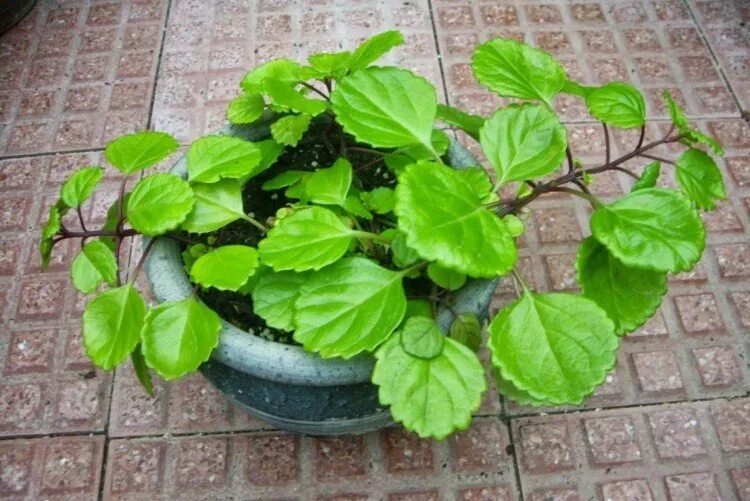 Плектрантус уход в домашних условиях фото Плектрантус (50 фото) - виды, выращивание и уход в домашних условиях